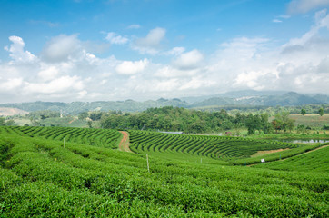 Fototapeta na wymiar tea plantation at Choui Fong tea,Chiang Rai Thailand
