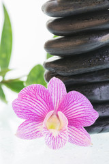 Purple Dendrobium orchid and black stones