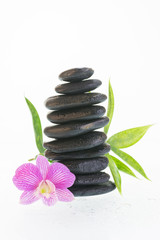 Purple Dendrobium orchid and black stones