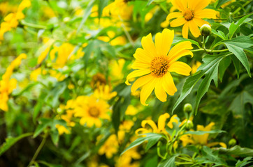 Mexican sunflower at Doi Hua Mae Kham,Chiang Rai Thailand
