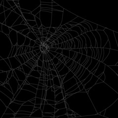 Obraz premium large old white spider web illustration