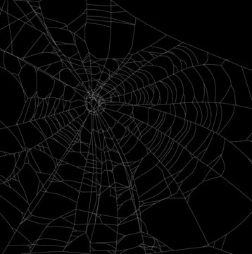large old white spider web illustration