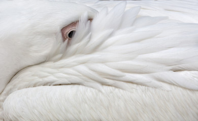 Fototapeta premium white pelican closeup background