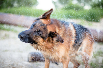 dog and water