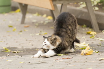 Wild cat stretching on a street