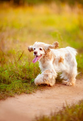 Dog in the grass