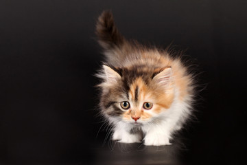 Kleine Perserkatze im Anmarsch