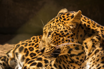 Fototapeta na wymiar leopard panther resting
