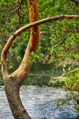Beautifully bent pine trunk in summertime on water background