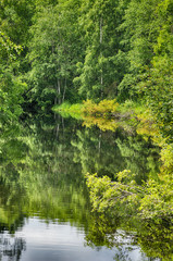 Very green wood which is reflected in water