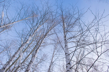 Fototapeta na wymiar Winter trees