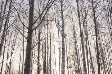Winter trees