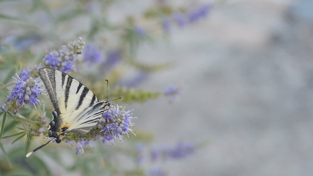 butterfly on flower at beach