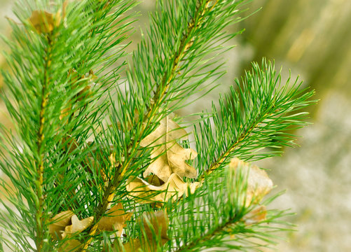Fototapeta Fresh green fir branch.