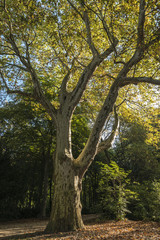 Fototapeta premium alter Baum im Licht