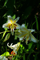 Golden-rayed lily (Lilium auratum) in Japan