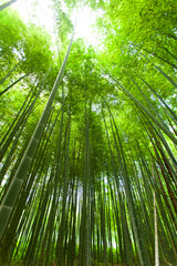 Light in the bamboo forest