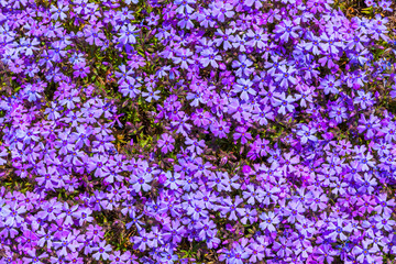 Purple moss phlox flowers and red of one side