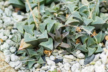 Haworthia asperula, Liliaceae, Southern Africa (Cape)