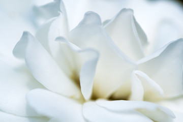 Close up of historical white Rose, Fabulous