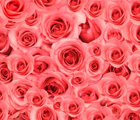 Roses background