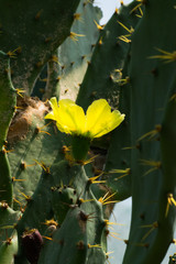 Opuntia leucotricha, snowy world, prickly pear