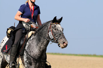 Obraz premium Reitwettbewerb