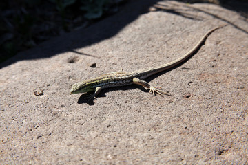 lizard