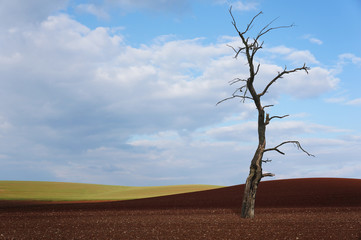 Monokultur mit totem Baum