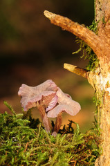 Violetter Lacktrichterling