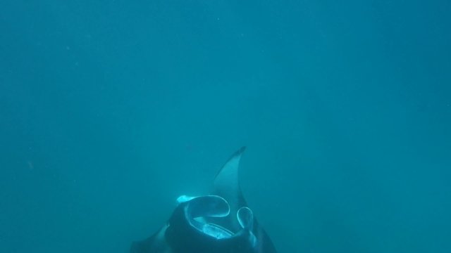 tanzende Mantas