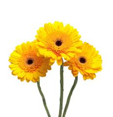 yellow gerbera flowers isolated on white background close-up