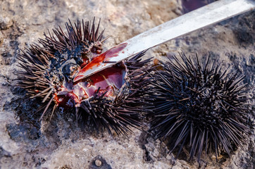 Sea Urchin