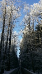 Winter road in the woods