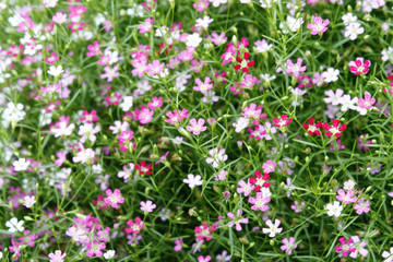 Closeup many little gypsophila pink flowers background