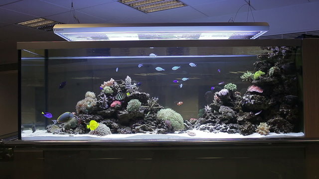 Aquarium with corals and tropical fishes
