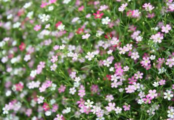 Obraz na płótnie Canvas Closeup many little gypsophila pink flowers background