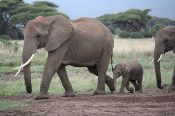 Fototapeta na wymiar Amboseli - Elefantenherde mit Jungtieren