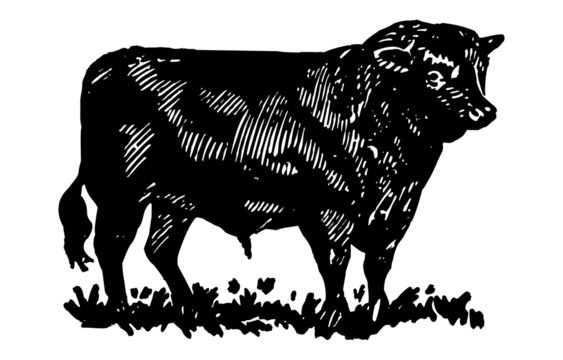 recommend clip art: Bull