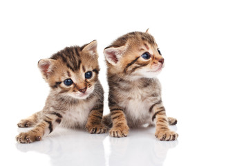 Two tabby kittens