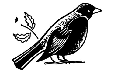 Bird