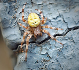 spider