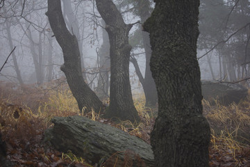 autunno nel sottobosco