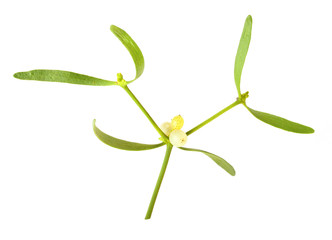 The Common Mistletoe (Viscum album) on white background.