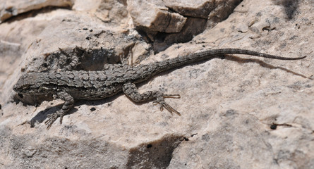 Eastern fence lizard in Texas