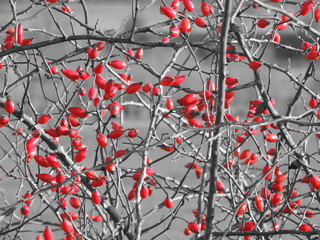 Wild rose (Rosa Canina). Selective color effect.