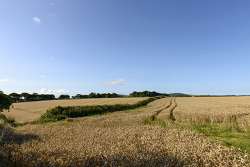 Obraz premium grain fields under blue sky, Cornwall