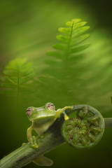 Glass frog in Amazon rain forest