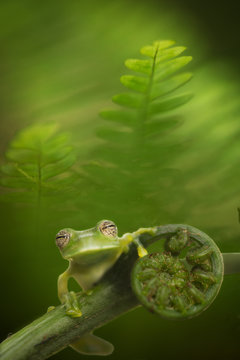 Glass frog in Amazon rain forest