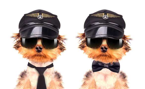 Dog  Dressed As Pilot